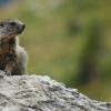 Giovane marmotta 